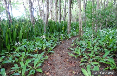 lys blanc et Sanseveria hyacinthoides