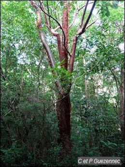 Gommier rouge, Bursera simaruba.