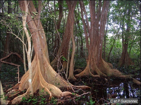 Mangle médaille, Pterocarpus officinalis à Marie-Galante