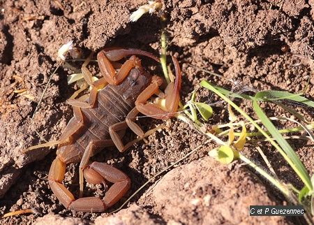 Scorpion Centruroides pococki