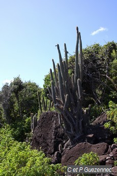 Cactus cierge Pilosocereus royeni 