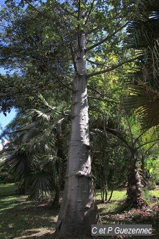 Baobab du Jardin de Beauvallon